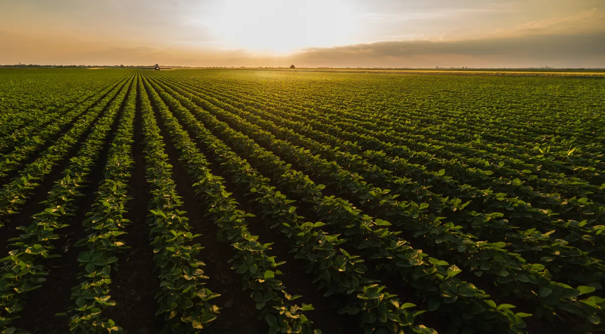 Como o Brasil virou uma potência mundial do agronegócio